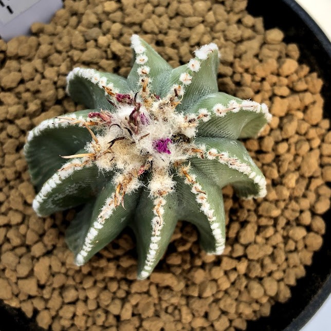 サボテン：アズテキウム ヒントニー 自根*幅4.5cm 現品 一品限り