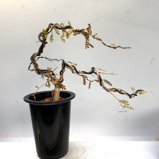 盆栽仕立て：オペルクリカリア デカリー*幅26cm 現品！一品限り ☆養