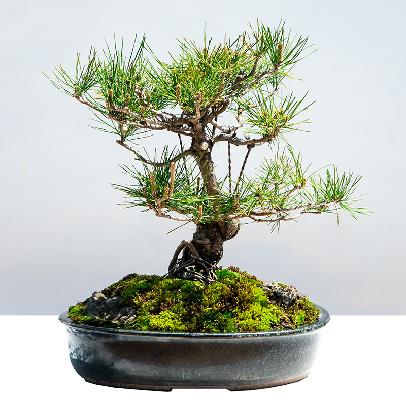 黒松 | 株式会社 四季彩グリーン