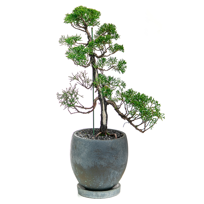 真柏 | 株式会社 四季彩グリーン