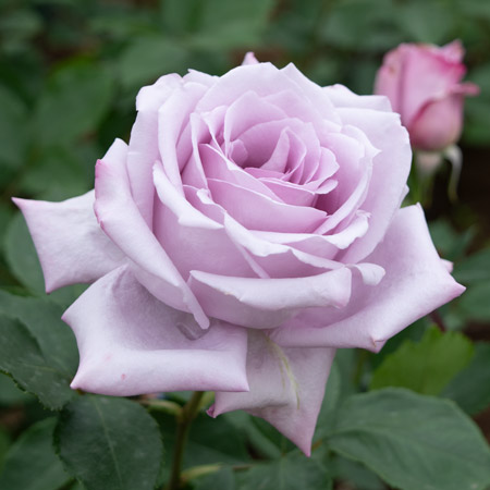 ノヴァーリス ｜バラ苗の通販の篠宮バラ園