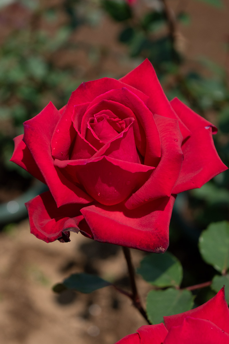 クリスチャン ディオール ｜バラ苗の通販の篠宮バラ園