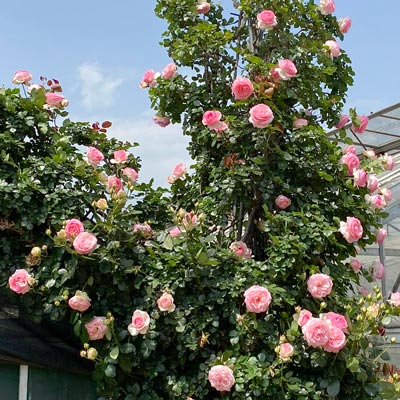 サハラ'98 ｜バラ苗の通販の篠宮バラ園