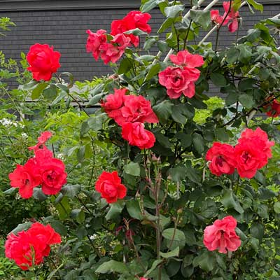 冬季限定 自家製の台木｜バラ苗の通販の篠宮バラ園