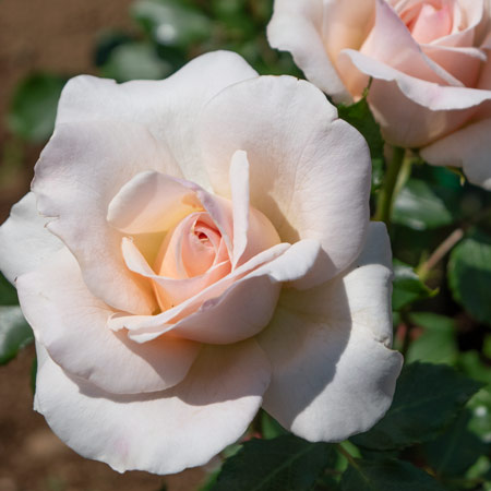 フレンチ レース ｜バラ苗の通販の篠宮バラ園