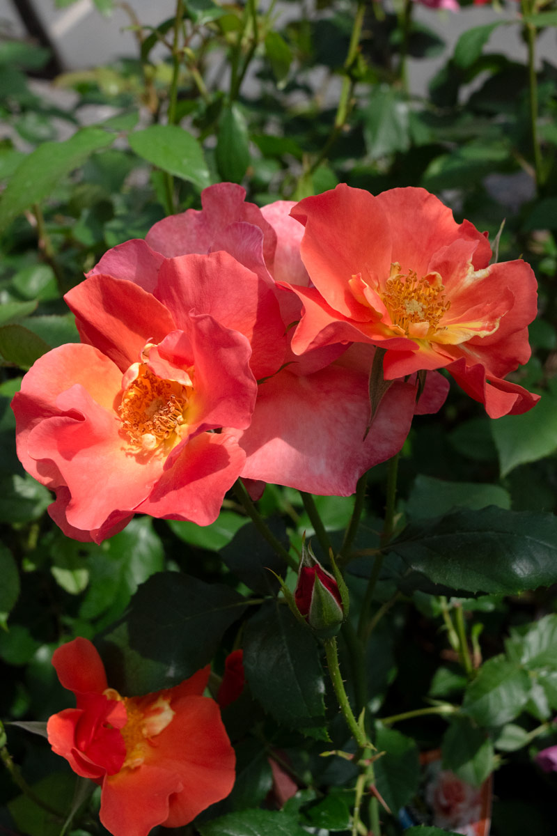 プリンセス ミチコ ｜バラ苗の通販の篠宮バラ園