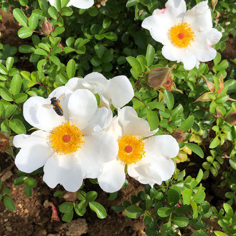 やえやま（八重山）ノイバラ ｜バラ苗の通販の篠宮バラ園