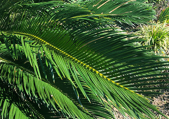 ソテツ | 特徴と育て方 - ガーデニングの図鑑