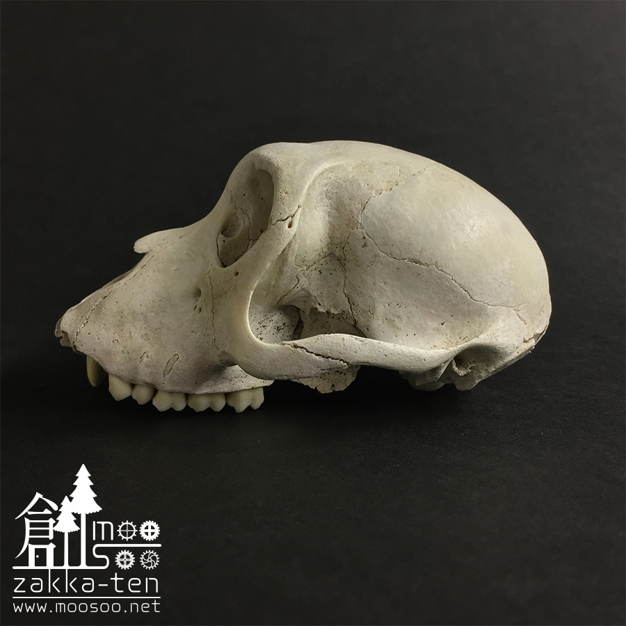 ニホンザルの頭骨 | 博物と古物の奇妙な雑貨店 シュレディンガーの猫