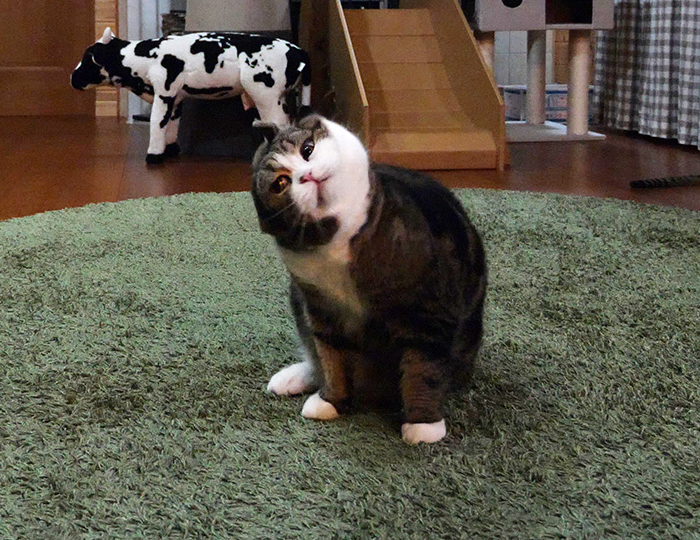 GH5でジャンプまるさん。Jump Maru on GH5. | 私信 まるです。