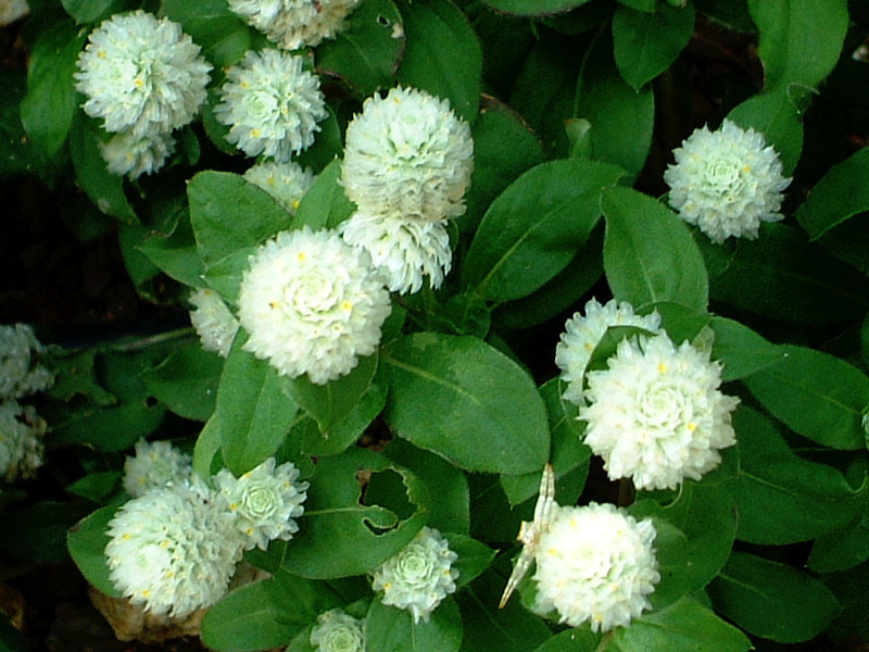 9月22日の誕生花 ハイビスカス、千日紅 | かぎけん花図鑑