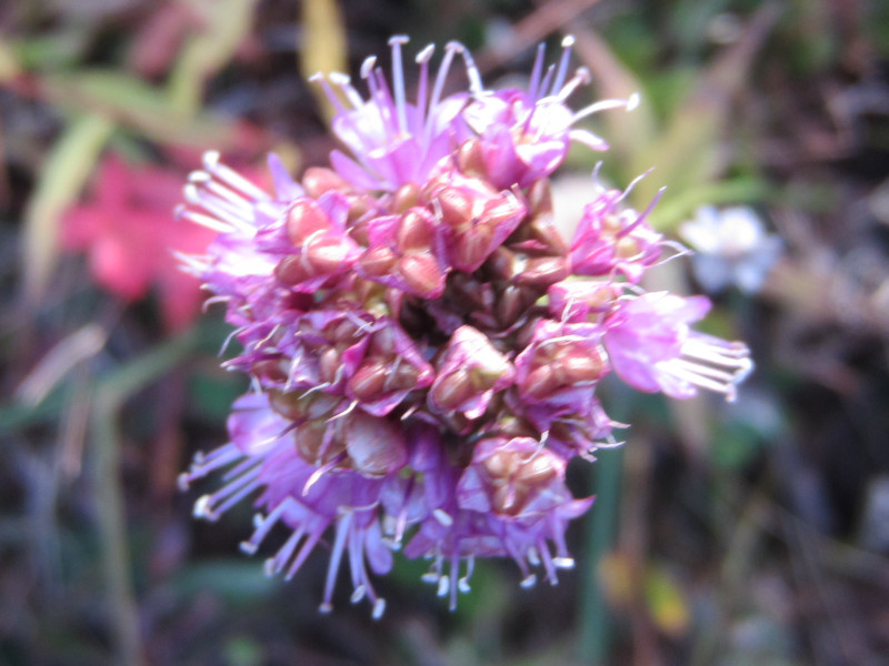 ヤマラッキョウ | Allium thunbergii | かぎけん花図鑑