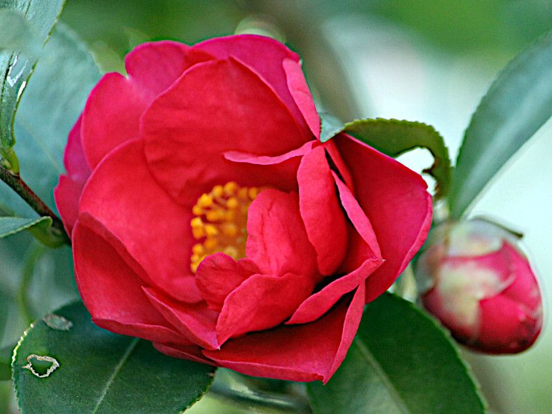サザンカ | Camellia sasanqua | かぎけん花図鑑