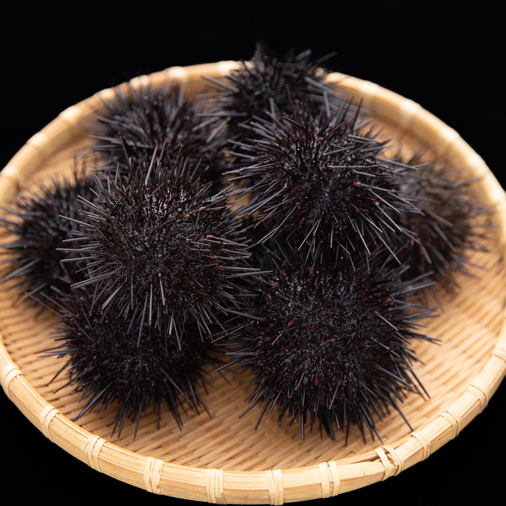 ムラサキウニ500g | マルタク水産オンラインストア