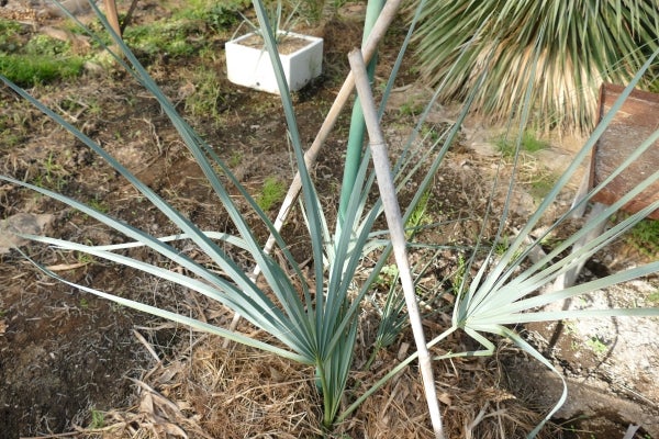 温室修復とサバル・ウレサナ | コタブロ日記 多肉植物・ヤシ・蘇鉄・猫