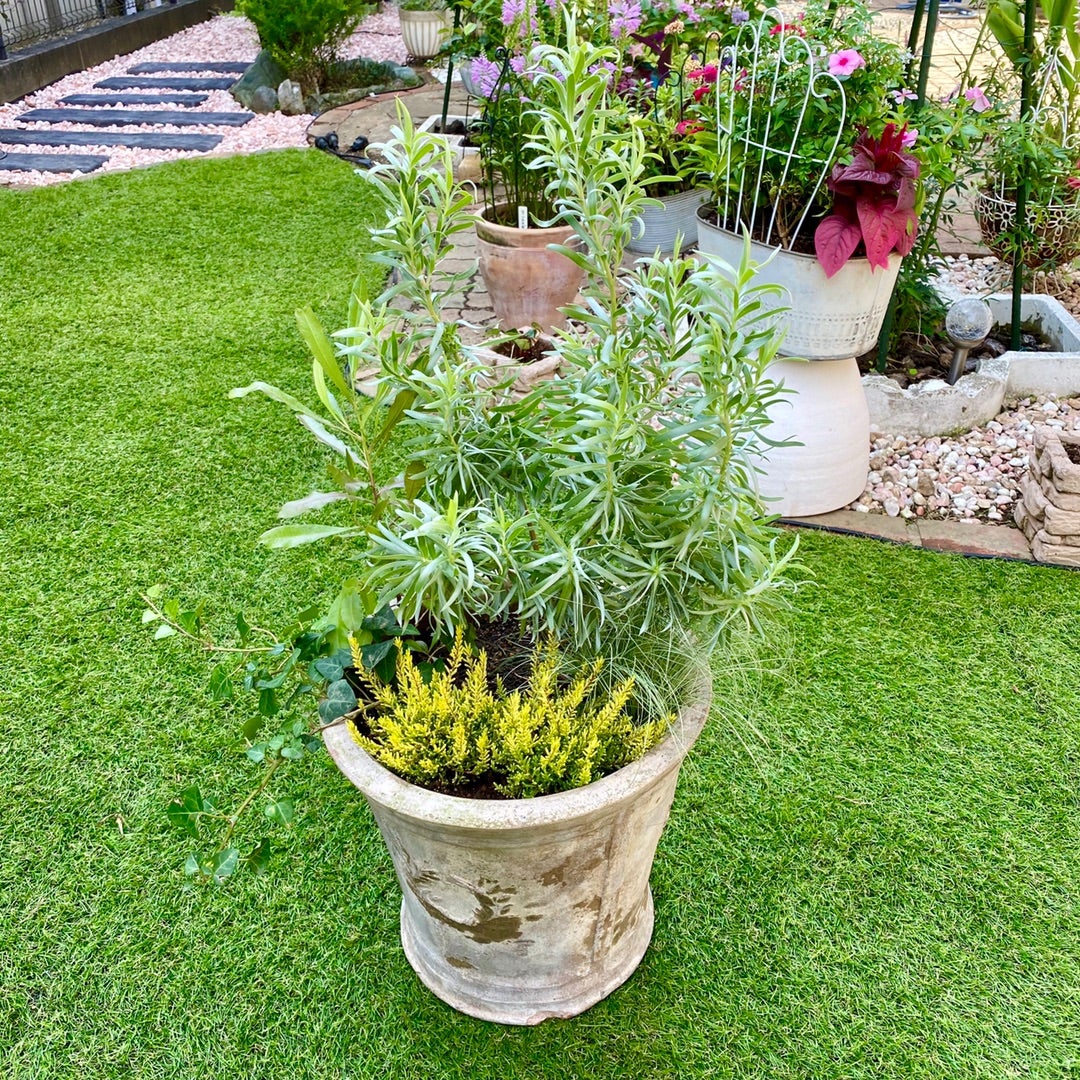 リューカデンドロンの寄せ植え♪＊プロテアとバンクシアのドライ