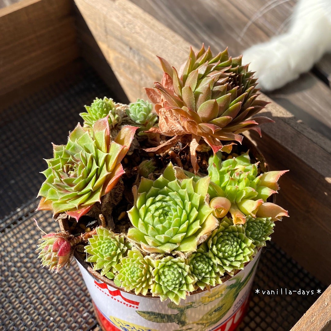 レトロな練乳缶のセンペル寄せ植えの仕立て直し＆猫ソワソワ |ωФ≡)ωФ