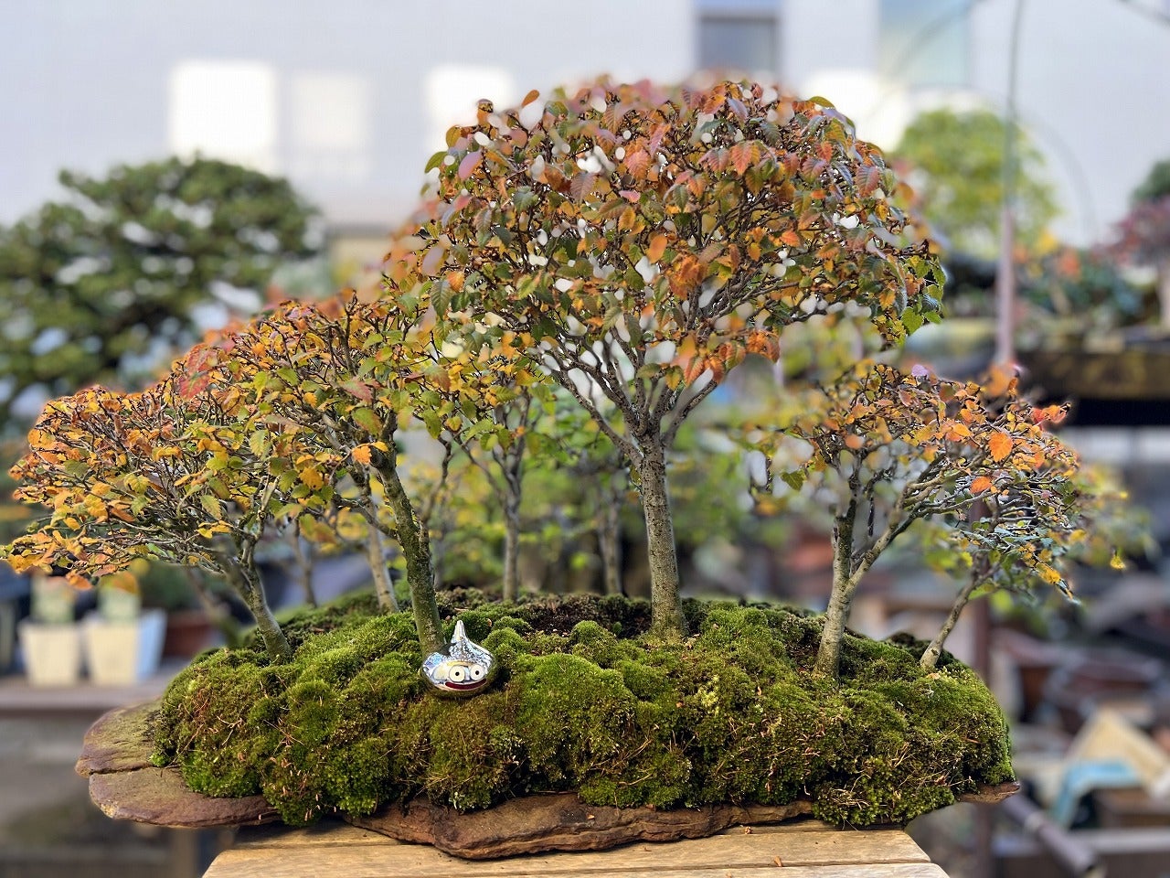 ケヤキの寄せ植えとハイビスカス | Vintage Bonsai 〜盆栽＆北欧