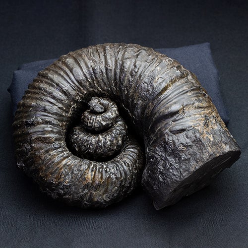 最初は巻貝に似ている異常巻きアンモナイト | 化石ショップ「ふぉっし