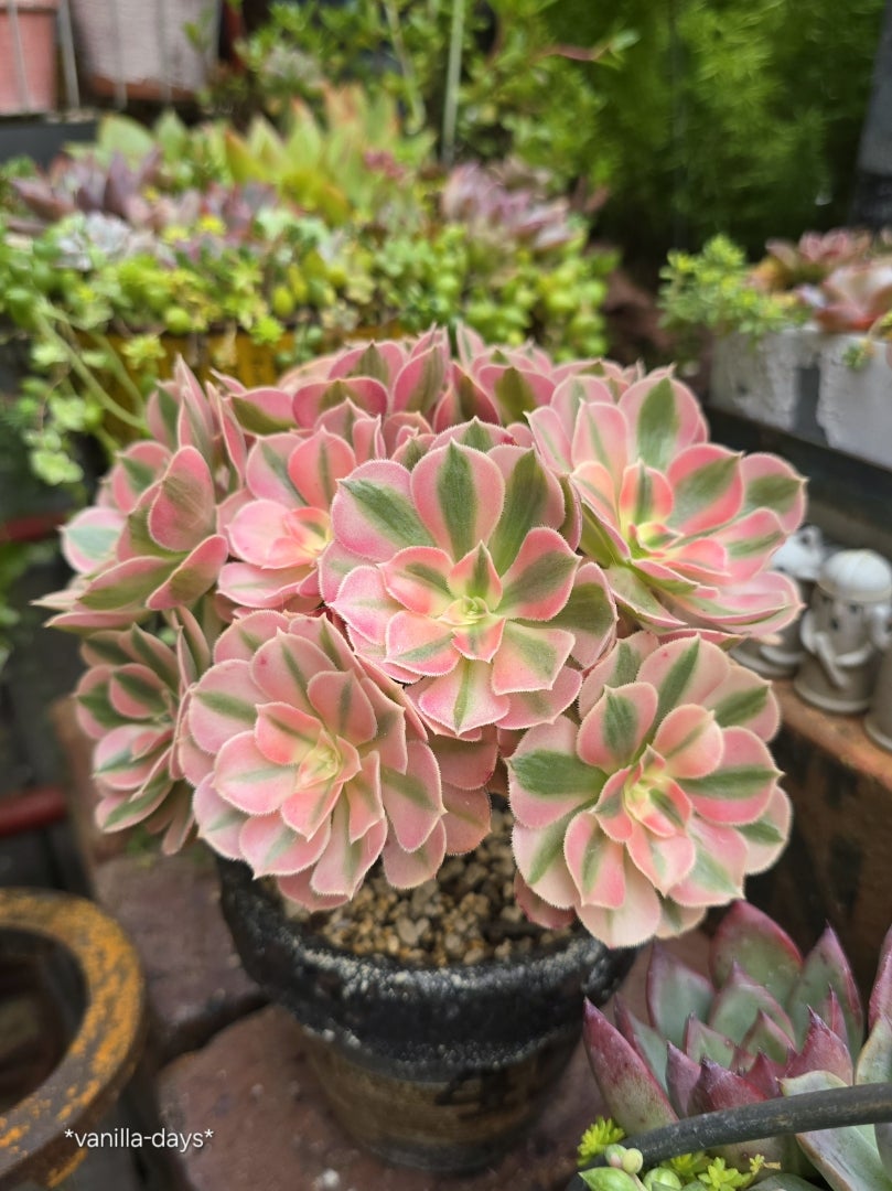 ピンクのアエオニウム＆アエオの増やし方(*ˊᵕˋ*)♬ | ＊vanilla-days＊