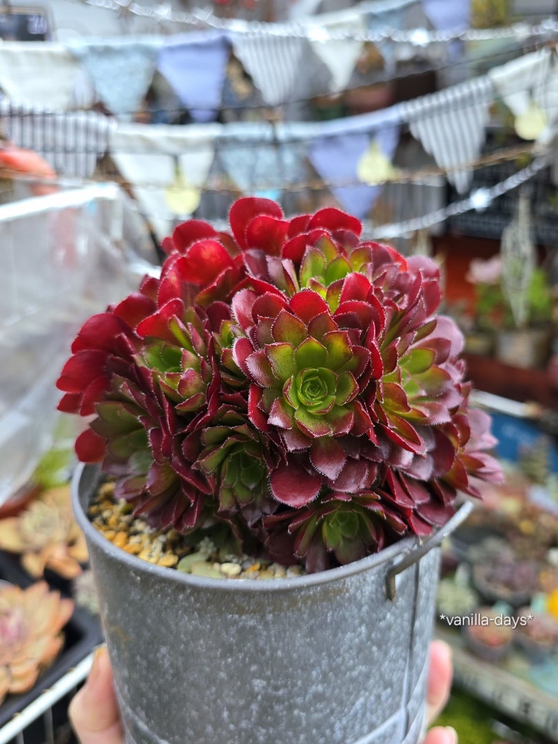 新入りアエオニウム＆子沢山センポニウム(・∀・)人