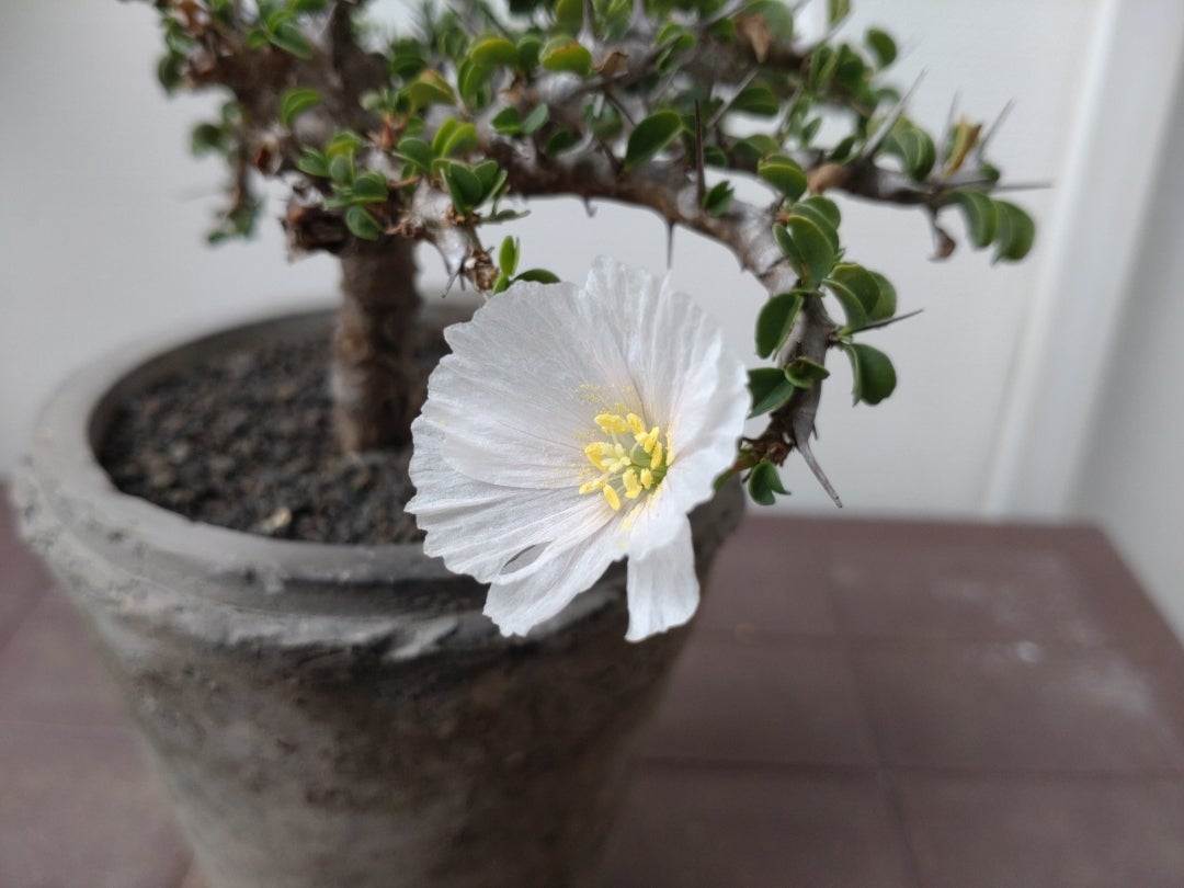 サルコカウロン・バンデリエティアエの開花 | たおの日記帳