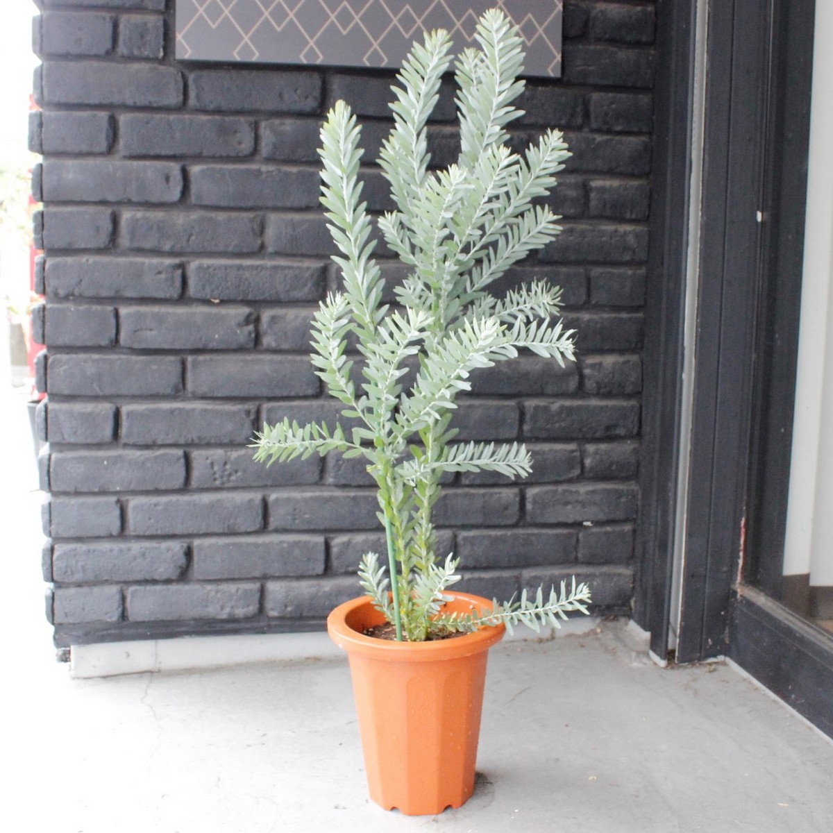 送料無料】【生花/鉢】アカシア ブルーブッシュ 7寸鉢 ※北海道・九州