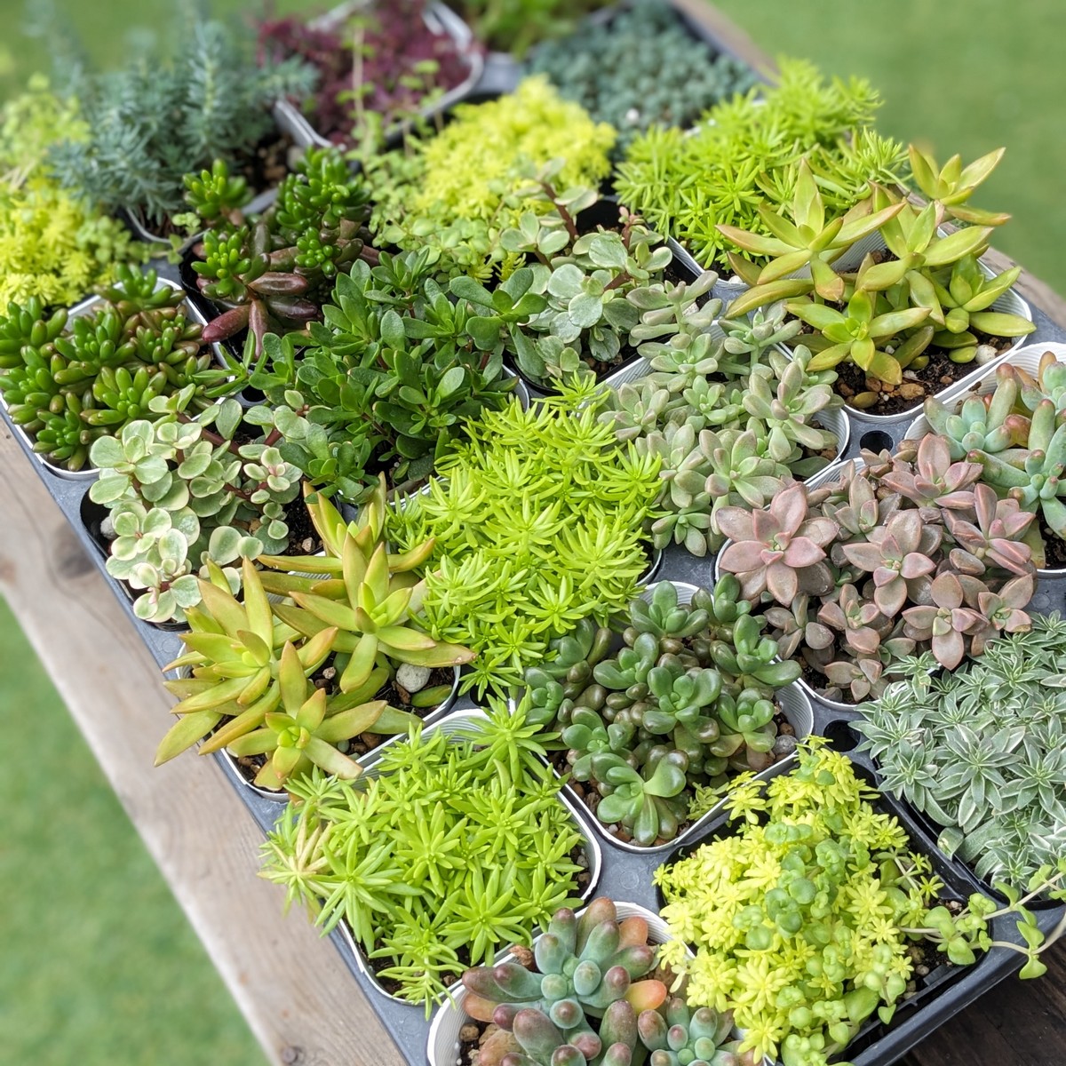 送料無料】【生花/直送】多肉苗 カラフルセダム 4鉢 ※お届け日指定不可