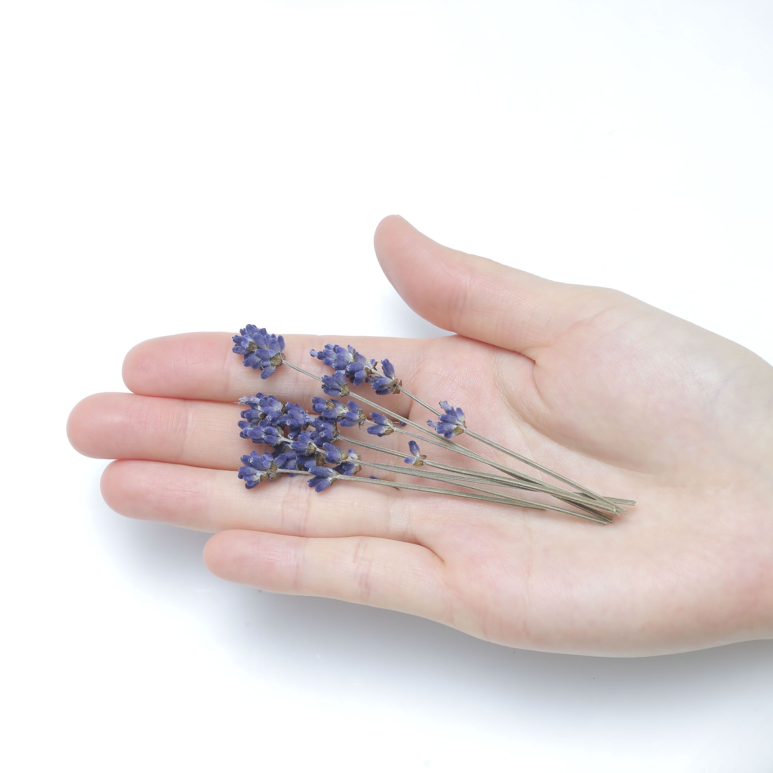 小分け】ラベンダー ドライフラワー 大地農園 | クロッチャショップ