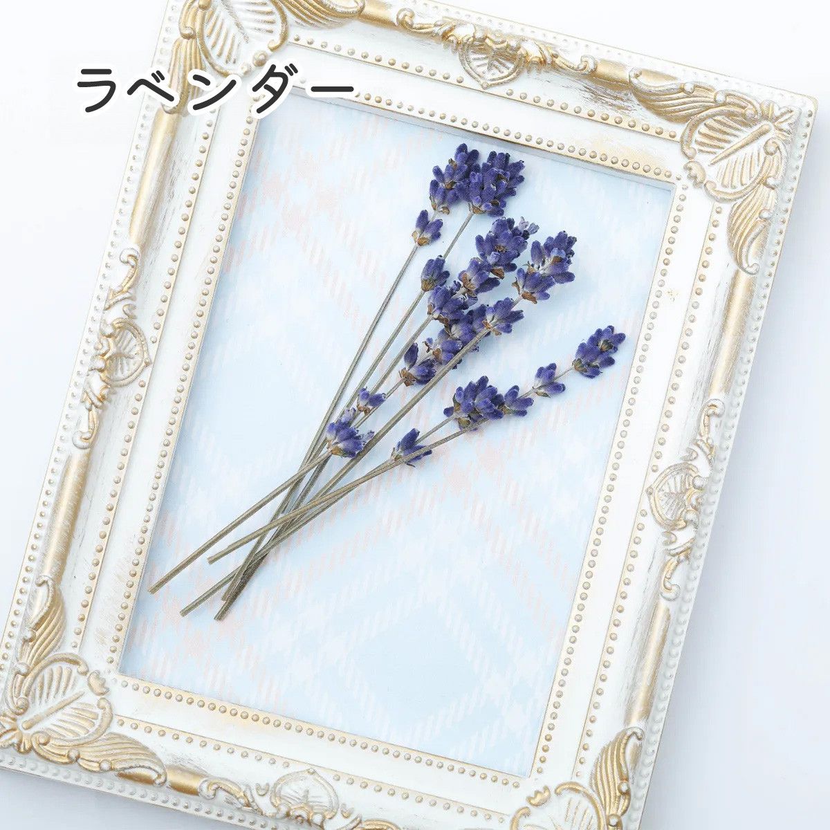 小分け】ラベンダー ドライフラワー 大地農園 | クロッチャショップ