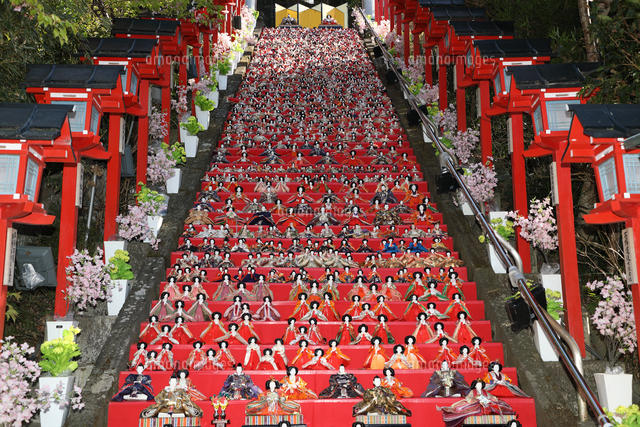 ひなまつり勝浦遠見岬神社のひな壇[81522033821]の写真・イラスト素材
