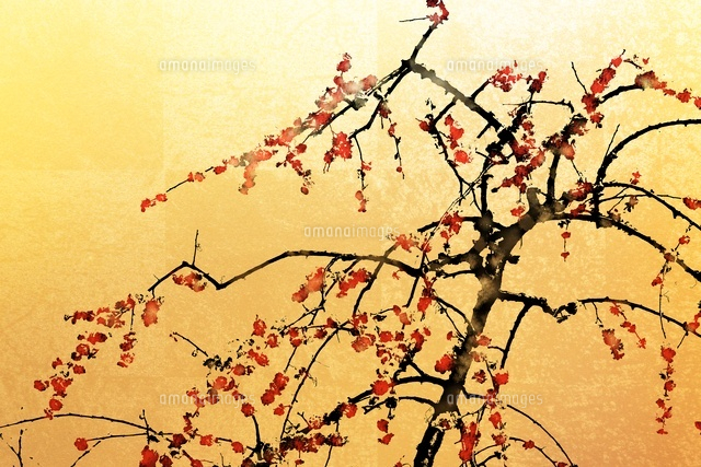 梅と金屏風（フォトイラスト）[10404006098]の写真・イラスト素材