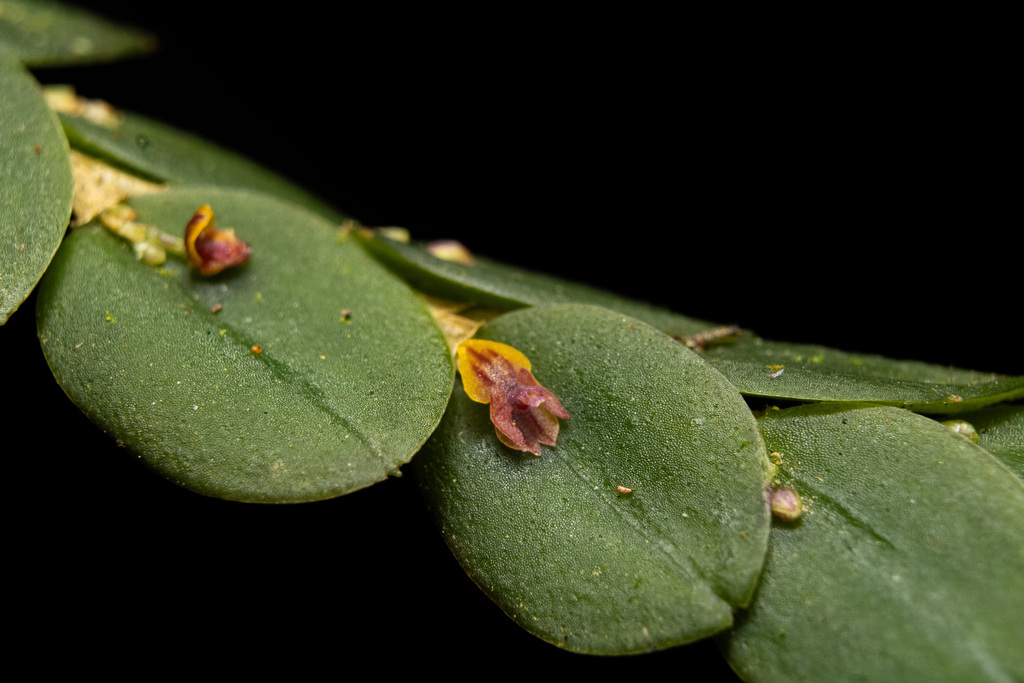 Andinia nummularia · iNaturalist