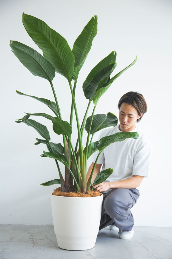 観葉植物 オーガスタ（10号鉢）｜HanaPrime（ハナプライム）