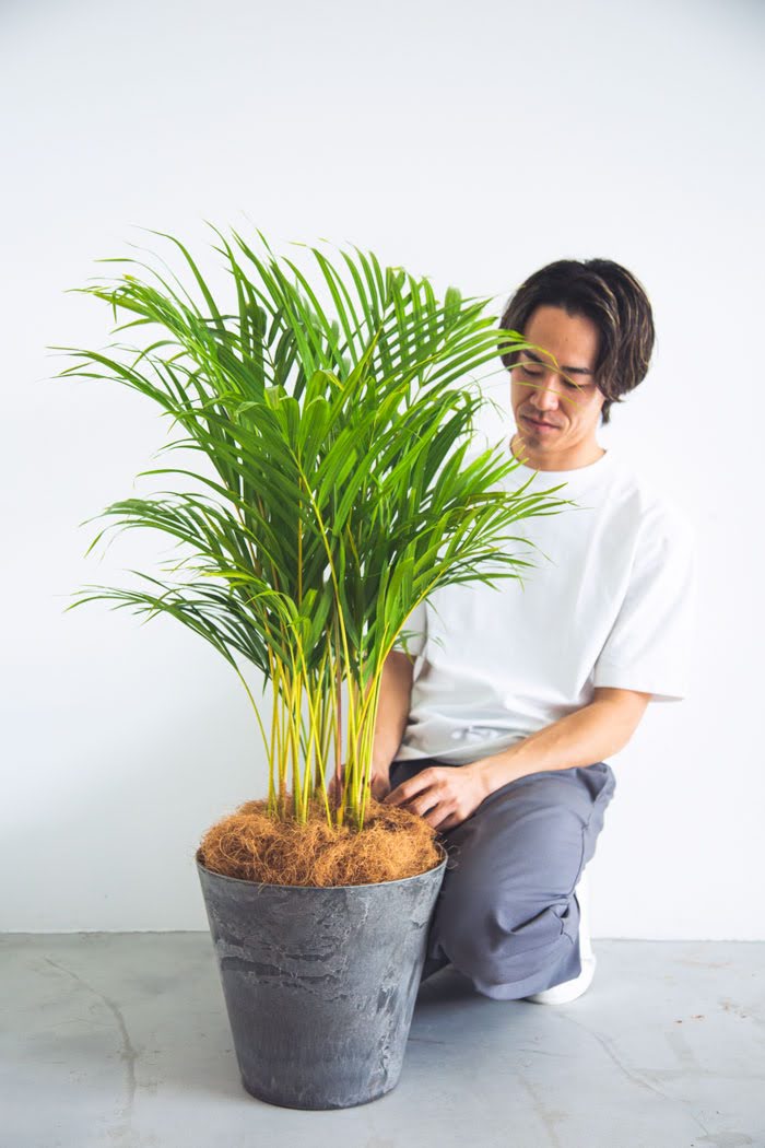 観葉植物 アレカヤシ（8号鉢）｜HanaPrime（ハナプライム）