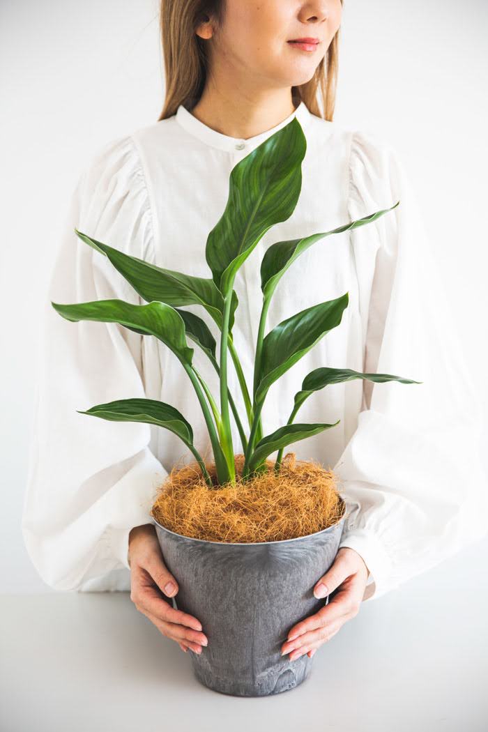 観葉植物 ストレリチアレギネ（6号鉢）｜HanaPrime（ハナプライム）