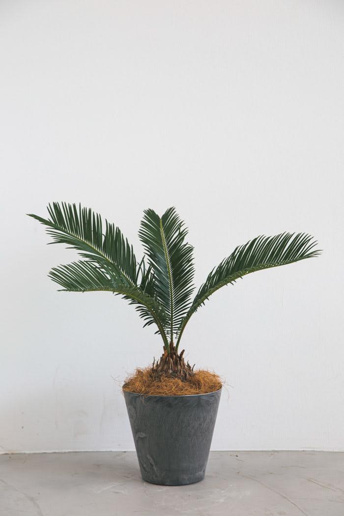 観葉植物 ソテツ（6号鉢）｜HanaPrime（ハナプライム）