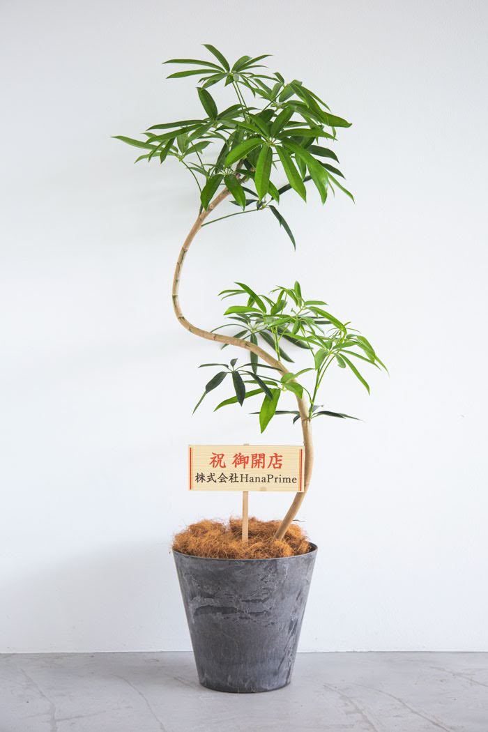 Lサイズの観葉植物（8号鉢）100cm～150cm｜HanaPrime（ハナプライム）