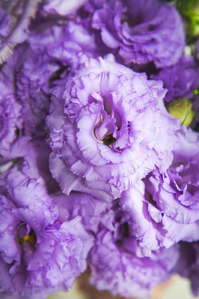 トルコキキョウ八重 大輪 紫 品種おまかせ 3本 size:80｜HanaPrime