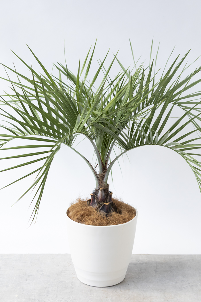 観葉植物 ココスヤシ（10号鉢）｜HanaPrime（ハナプライム）