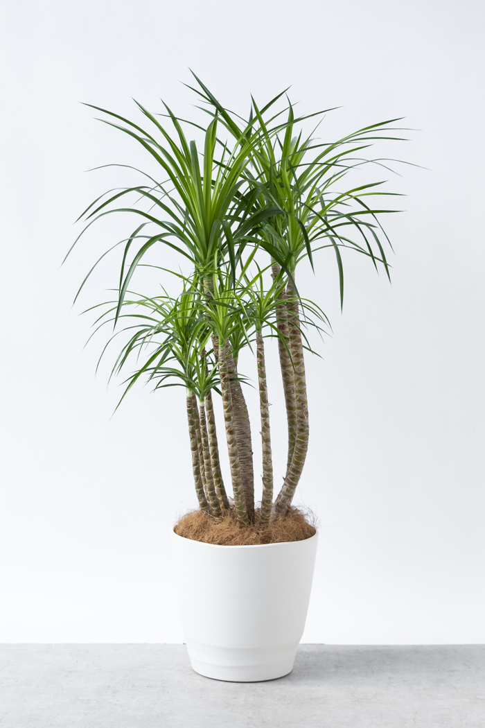 観葉植物 ドラセナ カンボジアーナ（10号鉢）｜HanaPrime（ハナプライム）