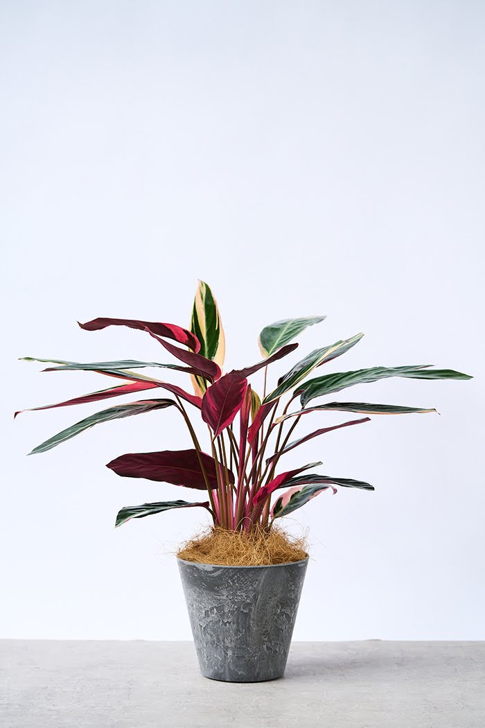 観葉植物 ストロマンテ トリオスター（6号鉢）｜HanaPrime（ハナプライム）