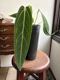 アンスリウム ワロクアナム 3号 ロングポット ④ - メルカリ