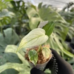 DM3モンステラ デリシオーサ ミント斑入り 2寸ポリポット ネコポス発送