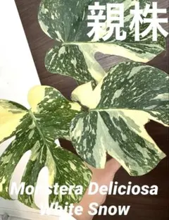 2026年最新】モンステラ グリーンスノーの人気アイテム - メルカリ