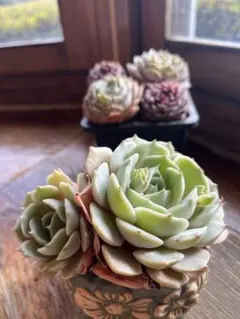 2026年最新】多肉 ローラ錦の人気アイテム - メルカリ