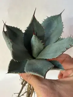 2026年最新】アガベ パリー ホーチエンシスの人気アイテム - メルカリ