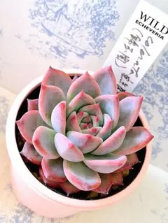 2026年最新】コロラータの人気アイテム - メルカリ