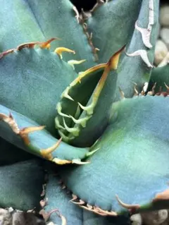 2026年最新】オテロイ 青葉の人気アイテム - メルカリ