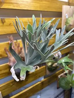 2026年最新】elsa ビカクシダの人気アイテム - メルカリ